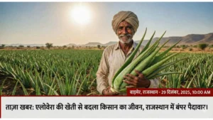 Business Idea: खाली जमीन से कमाएं लाखों! कम मेहनत में शुरू करें ये धांसू बिज़नेस